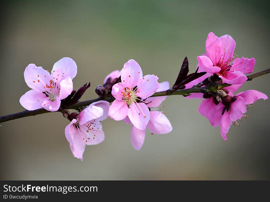 Blooming peach flowers in spring