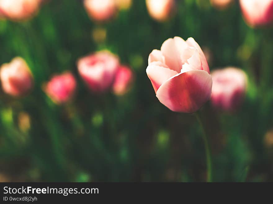 Many beautiful tulips in moody toning. Soft focus. Perfect nature background, copy space for your text