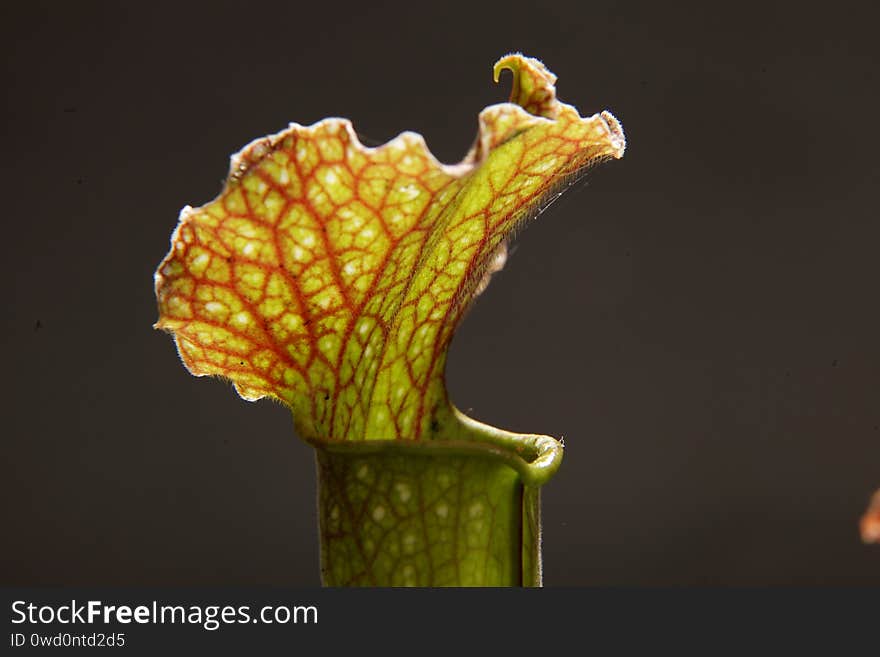 Purple sarracenia flower - carnivorous plant that traps insects and digests them