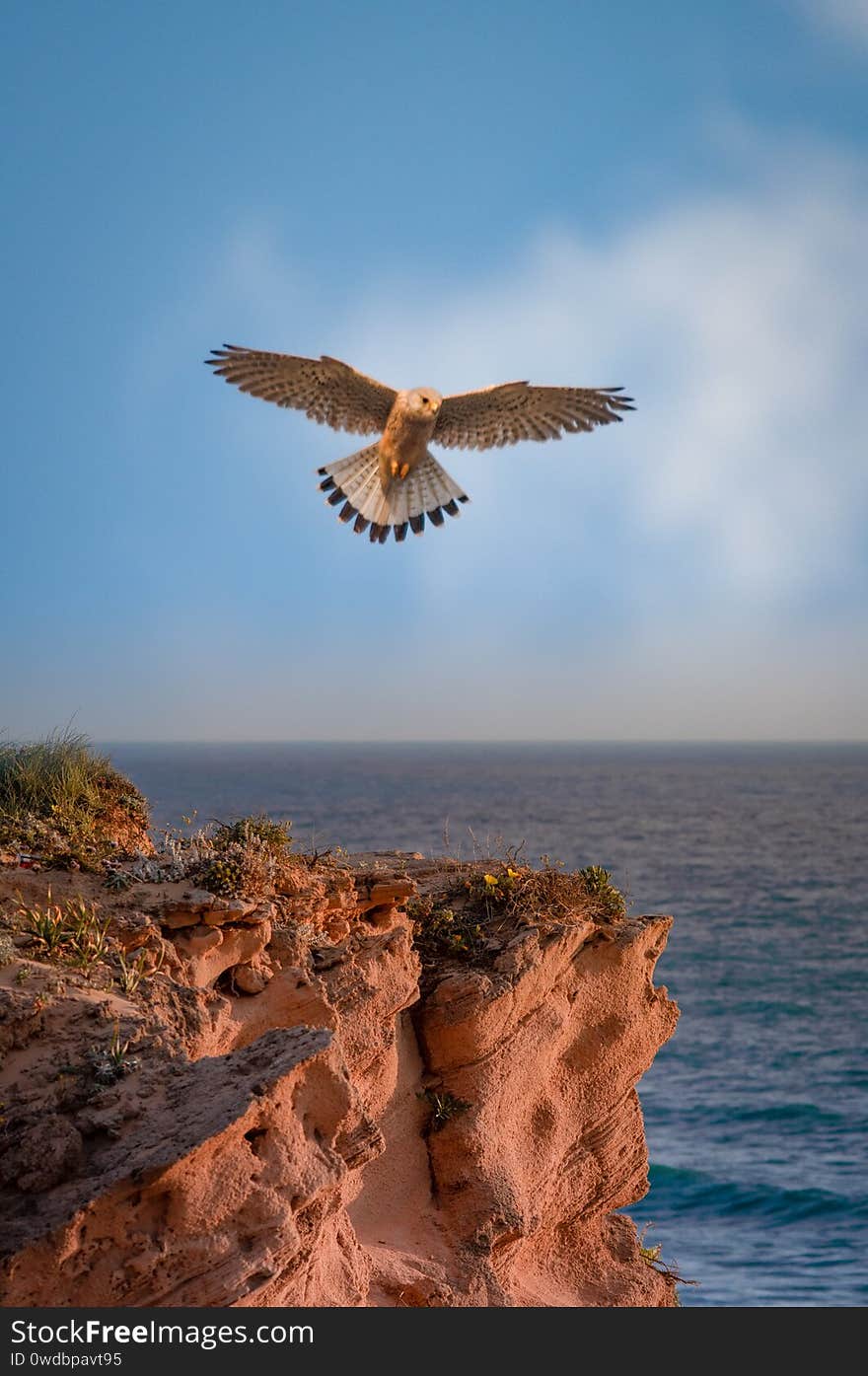 Falcon flying over rock with sea in the background 2020. Falcon flying over rock with sea in the background 2020