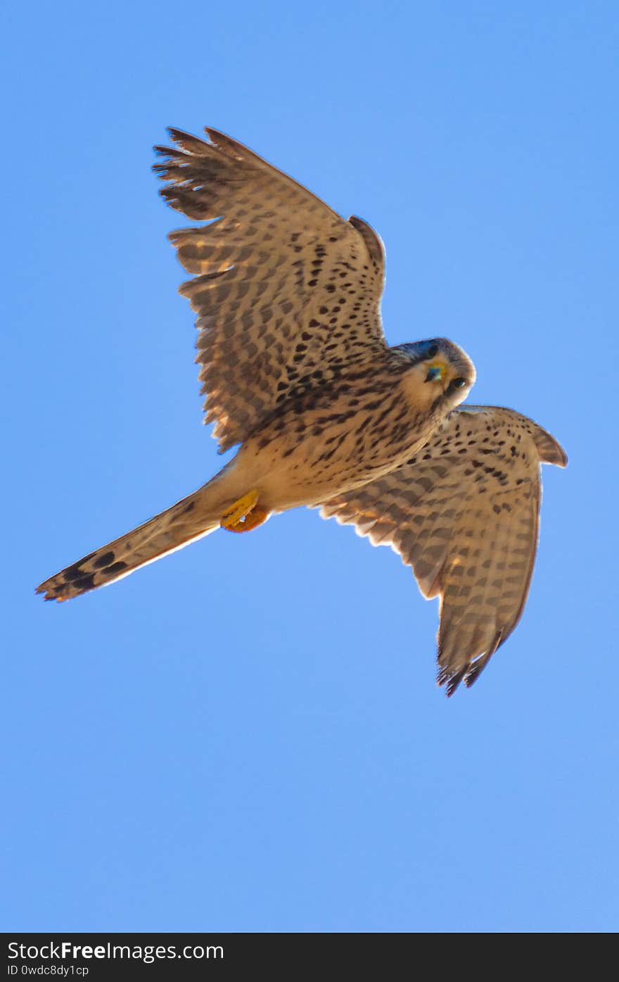 Falcao with open wings flying with blue sky in the background