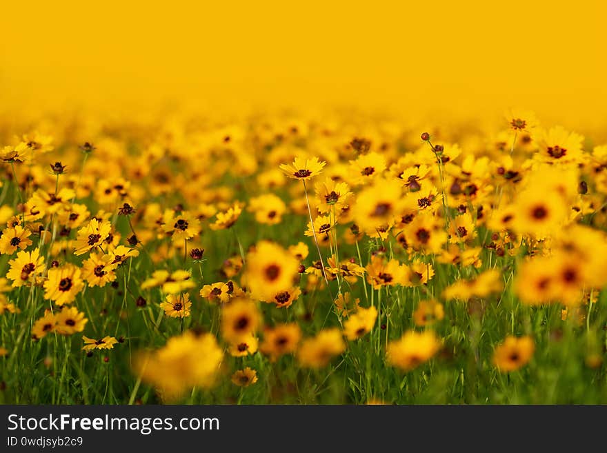 Black-eyed Susan Flowers, Rudbeckia hirta, in beautiful garden. Selective focus with narrow depth of field for background. wild small field flower.