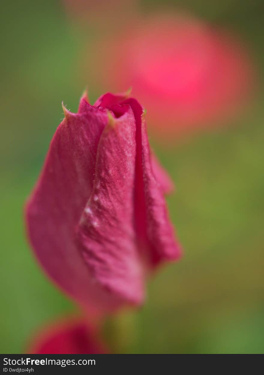 Closeup pink Periwinkle madagascar flower in garden with blurred background ,macro image ,sweet color. Closeup pink Periwinkle madagascar flower in garden with blurred background ,macro image ,sweet color