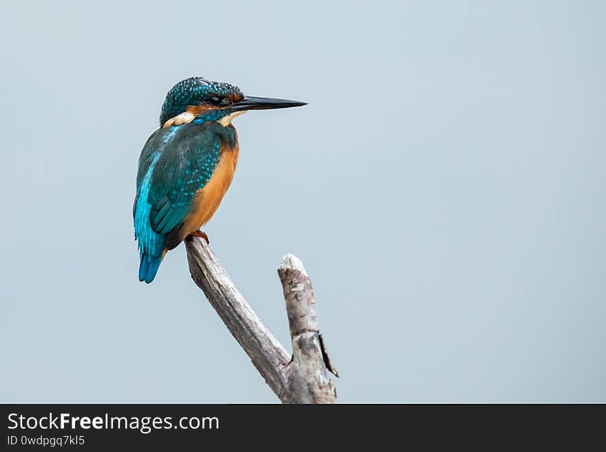 Common Kingfisher on the branch, France.