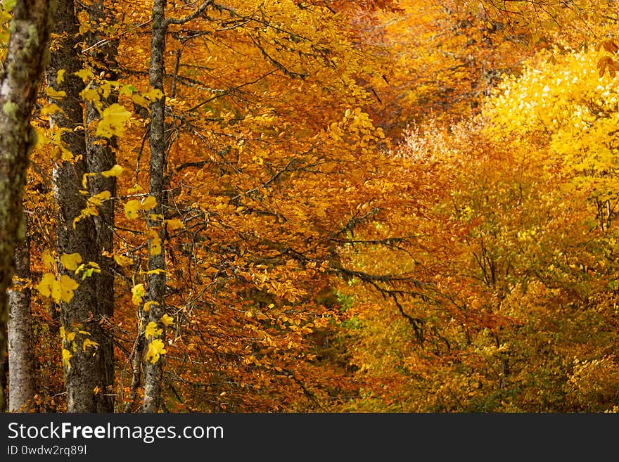 Dense texture of autumn golden branches in the forest, background