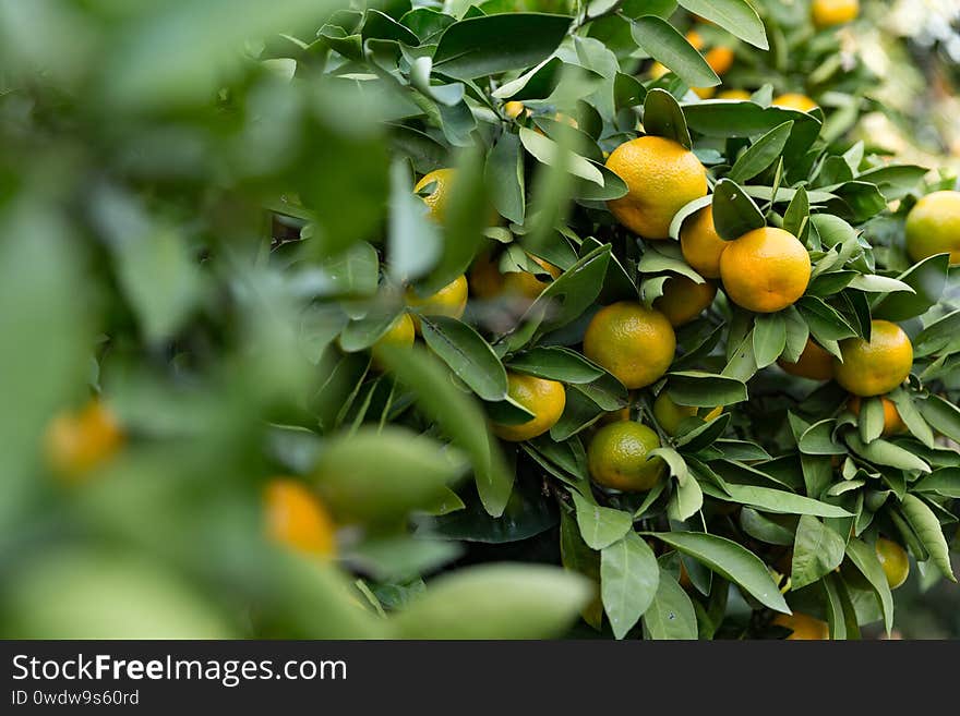 Branch Of Tangerine Trees Are Full Of Ripe Fruit