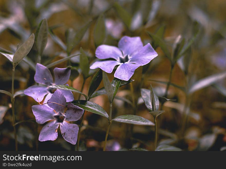 Plants On A City Lawn.