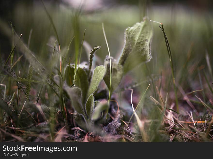 Plants on a city lawn.