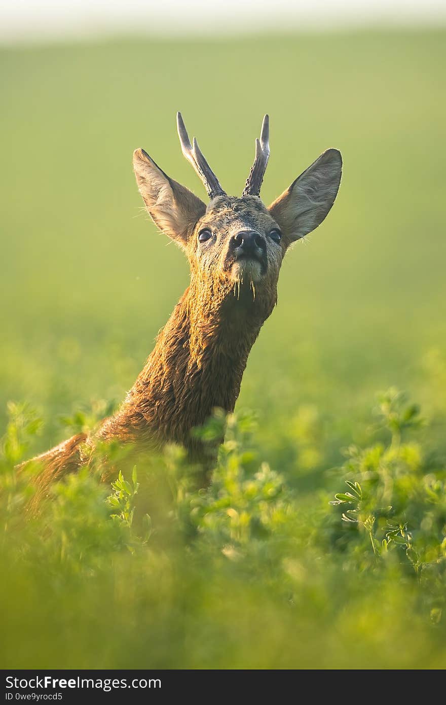 Roe deer buck sniffing with nose up on green clover field in the morning