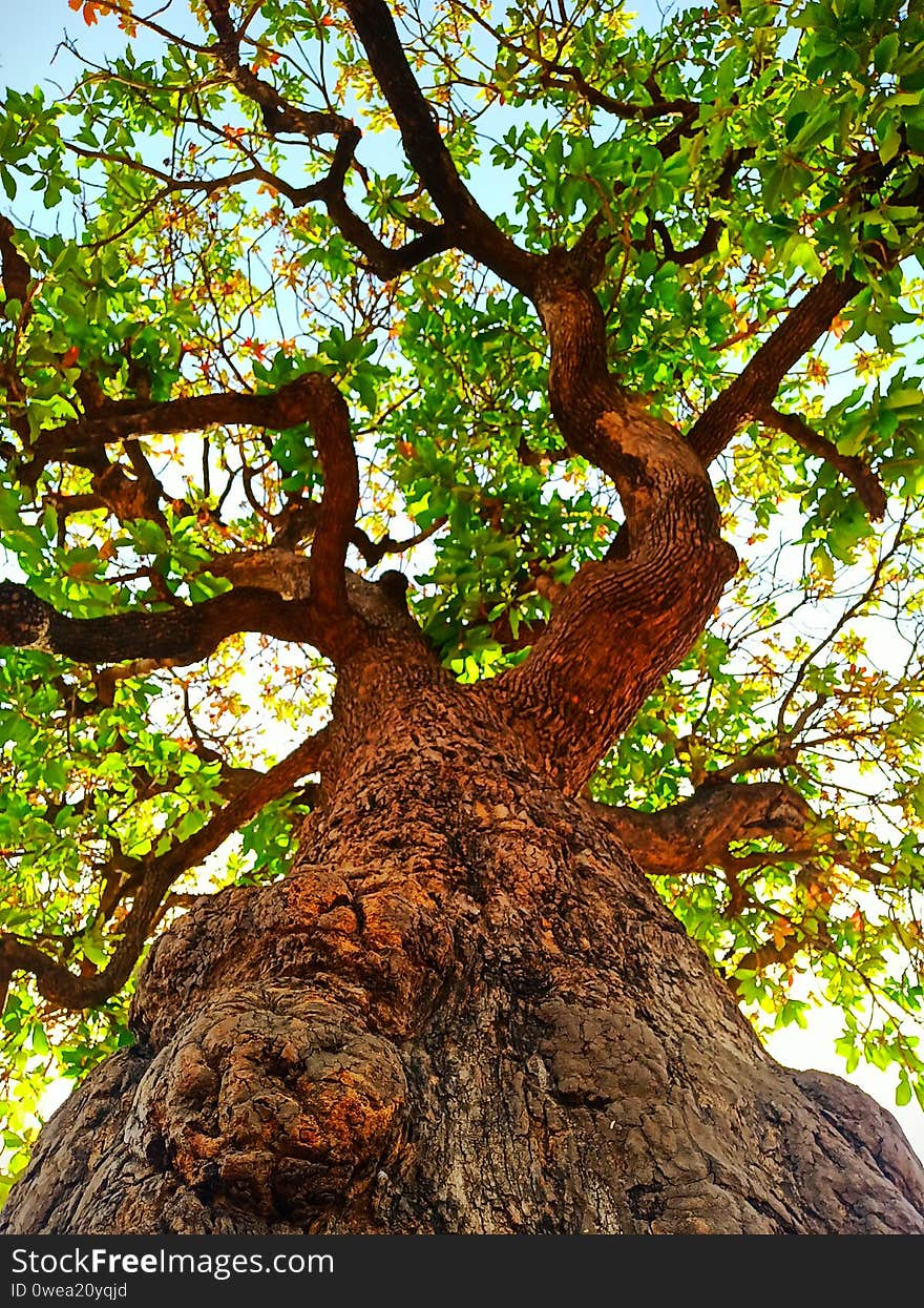 Tree photo wallpaper ,tree. Tree photo wallpaper ,tree