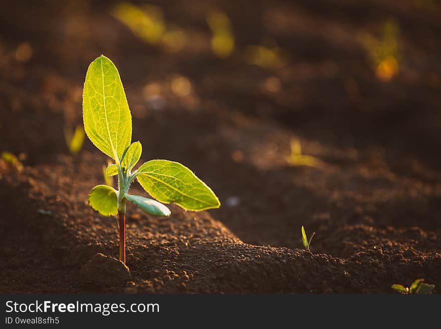 Small seedlings grow in the newly cultivated soil