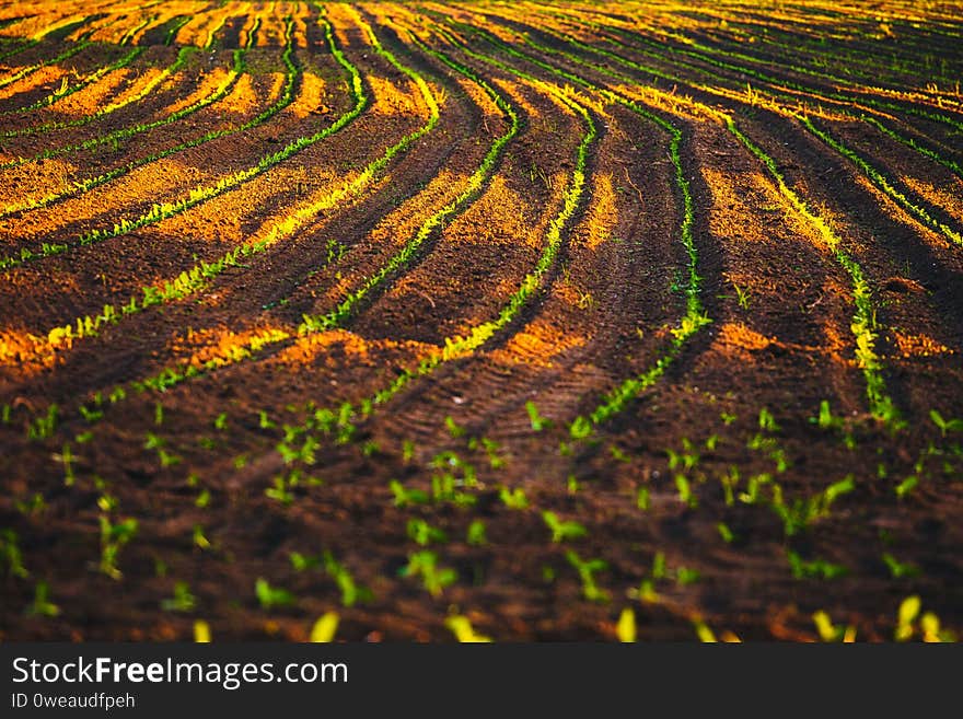 Small seedlings grow in the newly cultivated soil