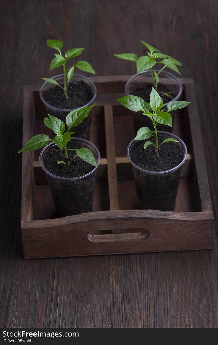 Four sprouts of bell pepper in paper pots on wooden background