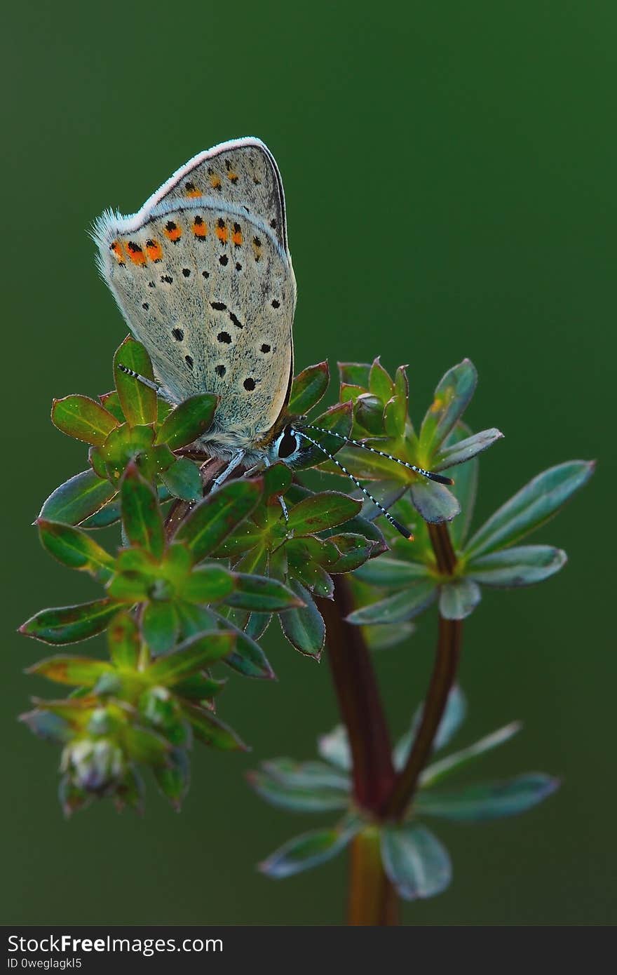 Eastern Baton Blue butterfly, sleeping on a meadow plant at dusk.