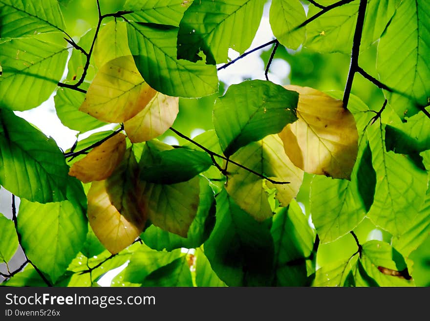 Beautiful low angle shot of green and yellow leaves on the branch