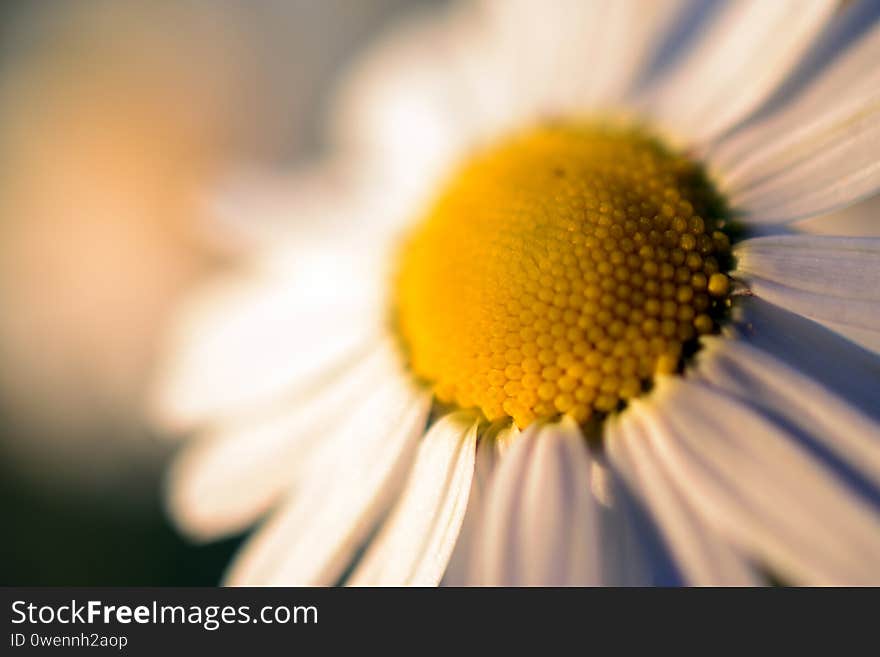 Beautiful closeup shot of a Mayweed - background concept