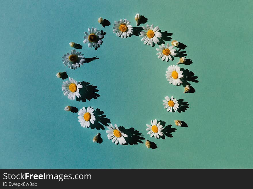 Camomile flowers lying as a frame on pastel background. Floral backdrop for seasonal cards, blogs, posters and web design. Top view. Flat lay