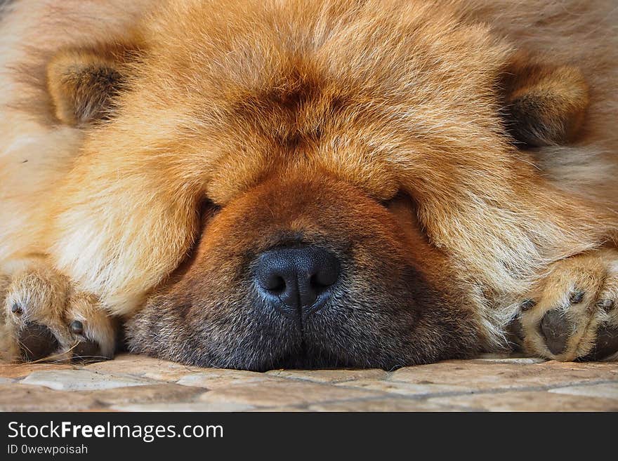 Chowchow puppy was sleep