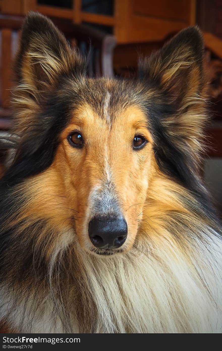 A beautiful Collie dog