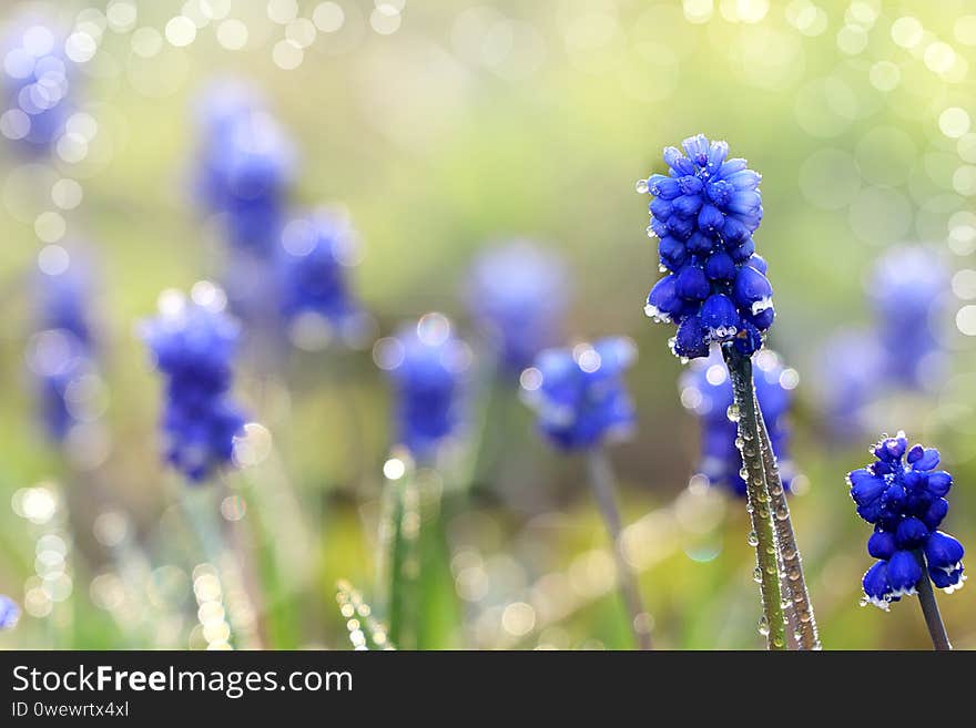 Abstract natural background in the garden with soft focus, bokeh and rain. Banner for the screen, a beautiful greeting card or invitation