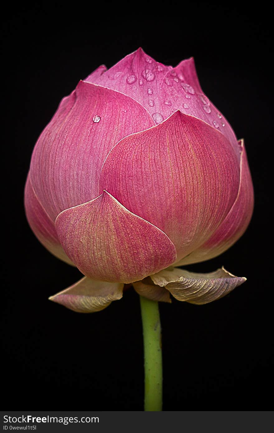 Pink color of lotus flowers