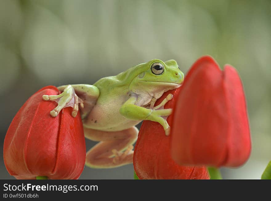 Beautiful frog color to photograph. Beautiful frog color to photograph