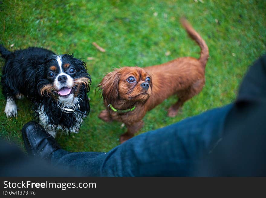 Two Cavalier King Charles Spaniel dogs for a walk, playing, holding a stick in the muzzle