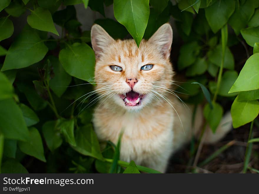 Hungry stray red cat. Sits on the street in the grass and meows. Rigging fur and blue eyes. Unhappy cat. The cat is lonely and needy, a dirty animal.