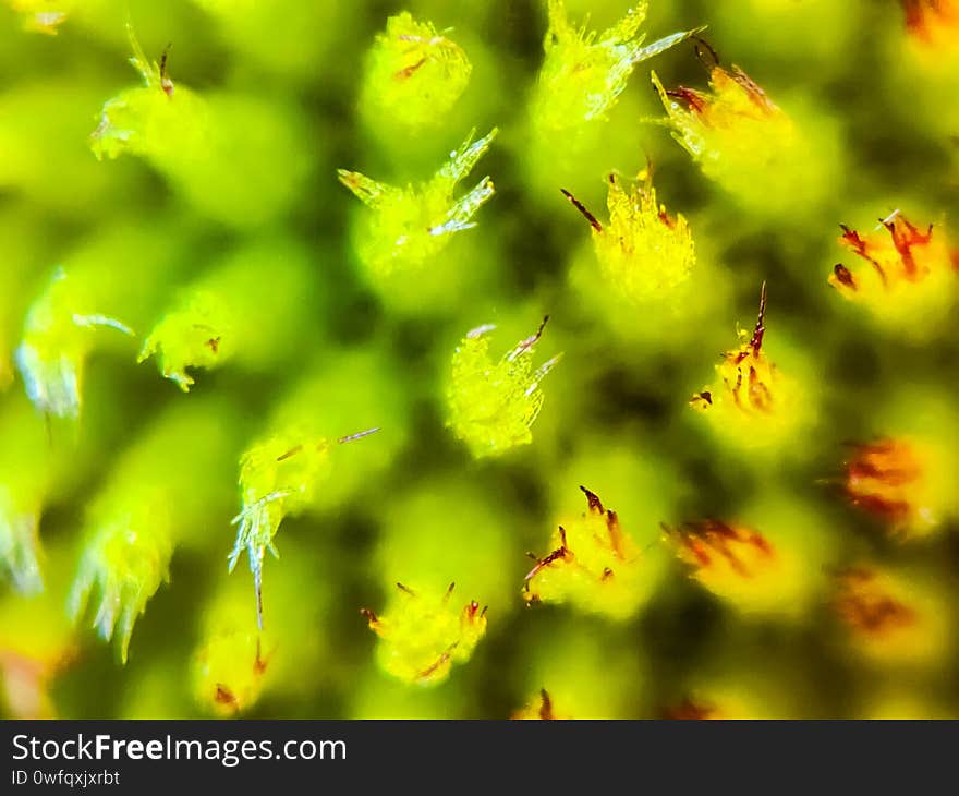 Beautiful micro image of colorful flower india