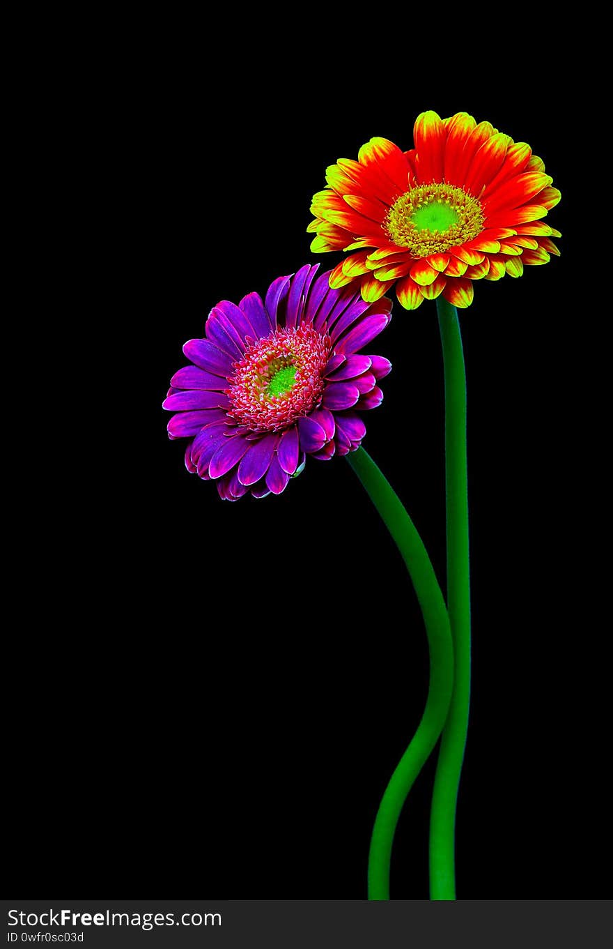 pair of purple and flaming red yellow gerber daisy flowers on bright dark background. pair of purple and flaming red yellow gerber daisy flowers on bright dark background