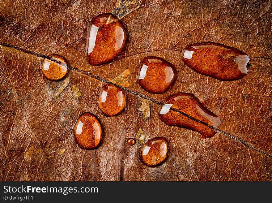 Large drops of water on the surface of dry autumn leaves of trees, photographed close-up.