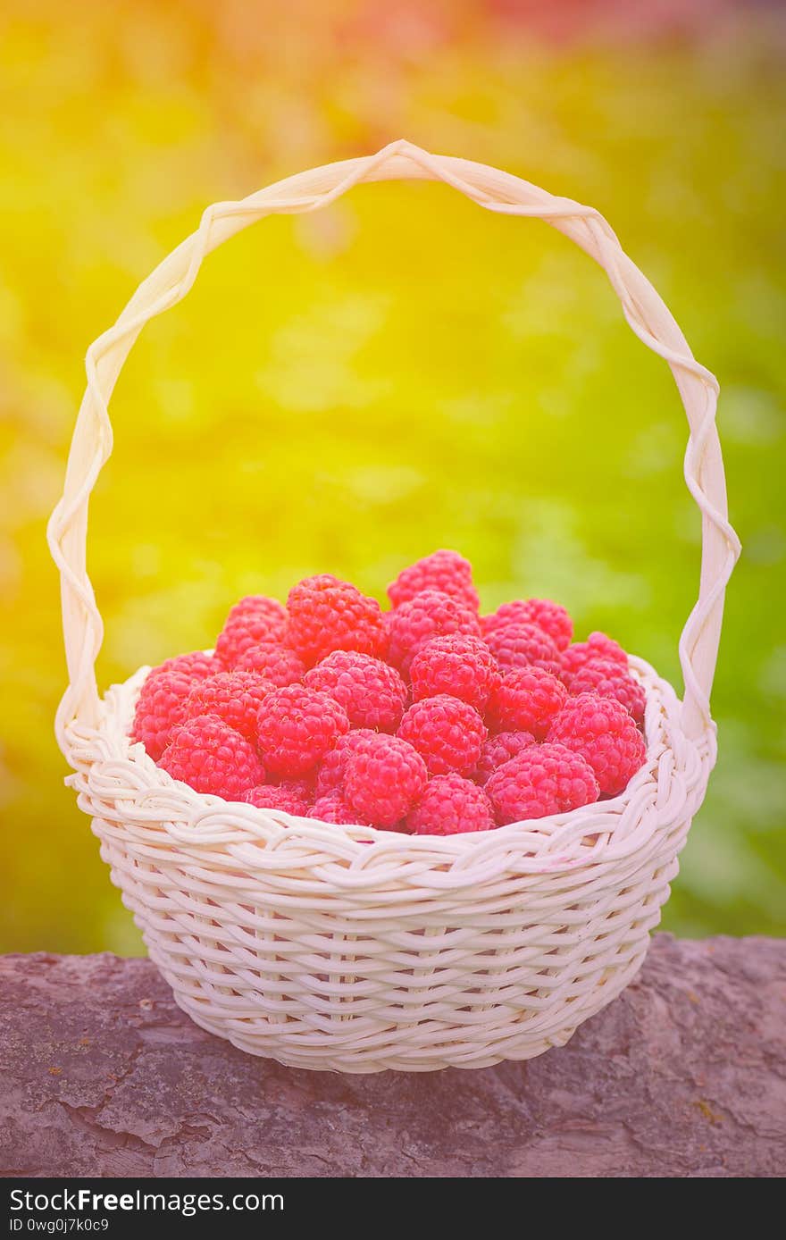 Red raspberries. Raspberries in basket in the garden. Ripe red berry. Fresh raspberries close-up.