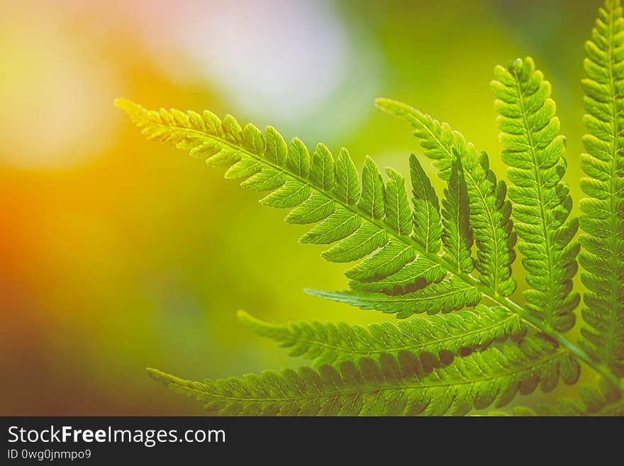 Eco concept. Fern Leaves Ecology Concept. Wildlife Paportik. Green Leaf Fern.