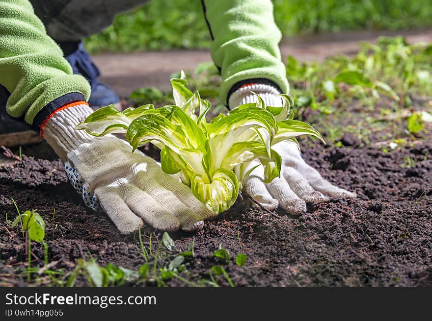 Gardener`s Gloved Hands Hold A Young Plant For Planting In The Garden.