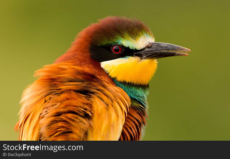 Portrait of a colorful bird