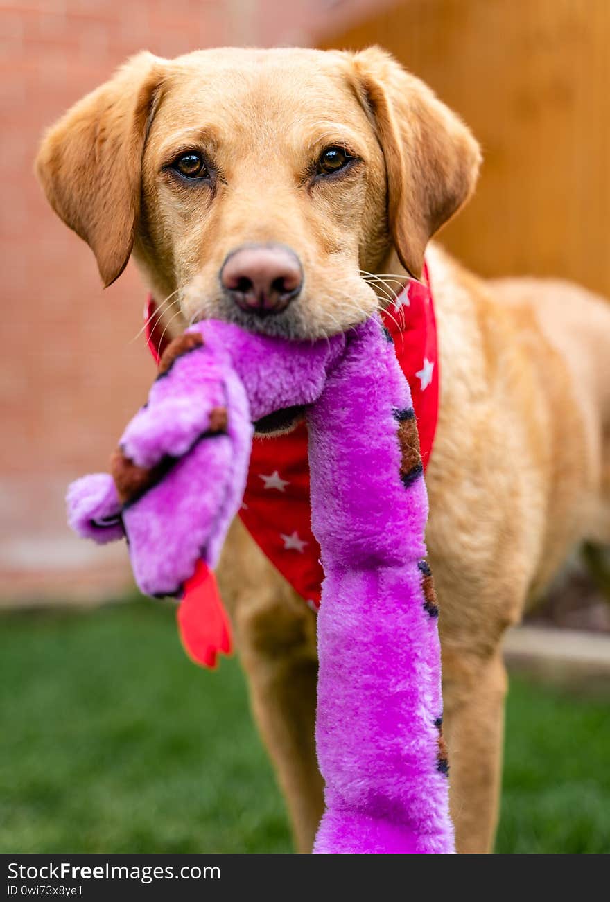 Portrait of Labrador dog with red neckerchief on and purpose toy in her pith