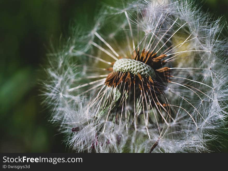 Close-up on a field dandelion. macro dandelion seeds