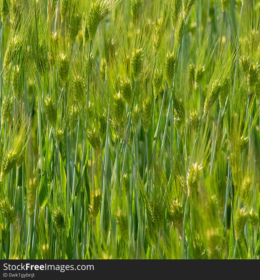 Gold and green wheat field in the golden hour. Abstract macro in natural light.