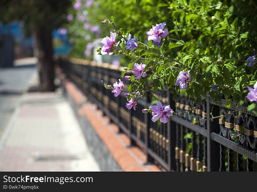 Colorful Live Romantic Flora Flowers and Leaves Photo