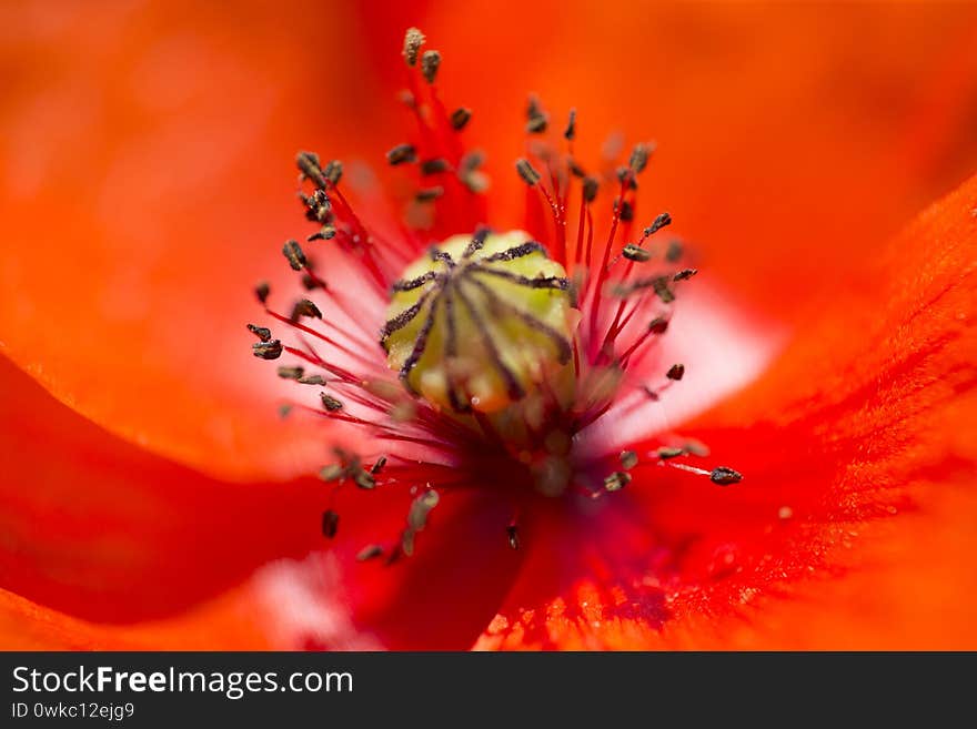 Detail of a poppy flower. The black stamens, red ppetals illuminated by the sun. Concept flower. Detail of a poppy flower. The black stamens, red ppetals illuminated by the sun. Concept flower