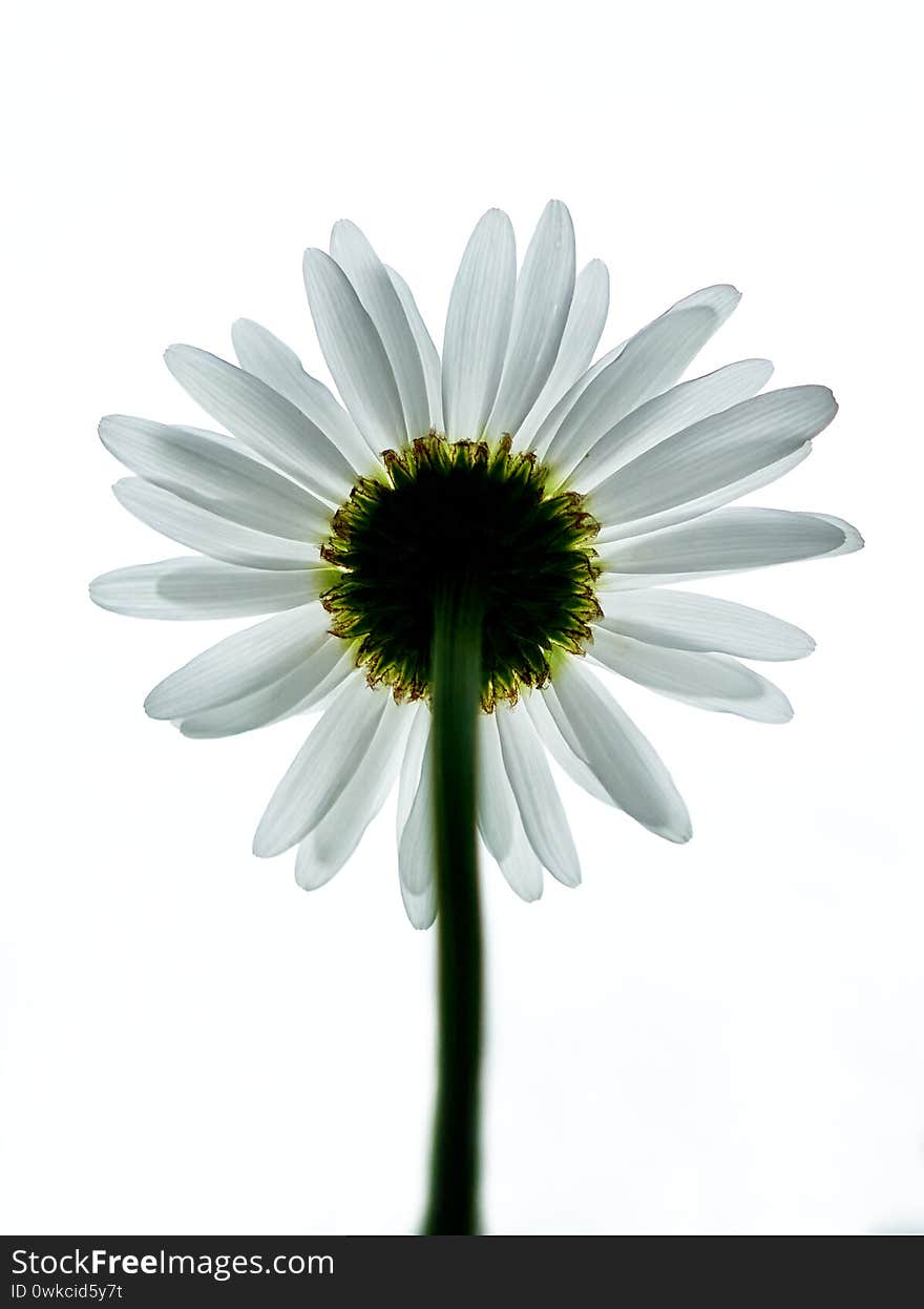 Chamomile flower grows on a beautiful background, still life of flowers