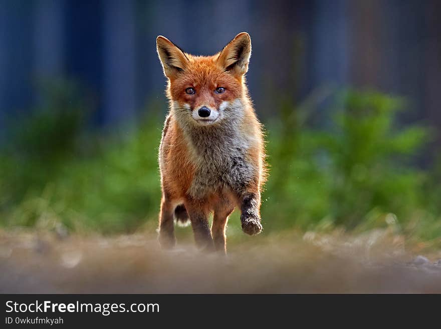 Red Fox, Vulpes vulpes, beautiful animal on grassy meadow, in the nature habitat, evening sun with nice light, Germany. Wildlife nature.