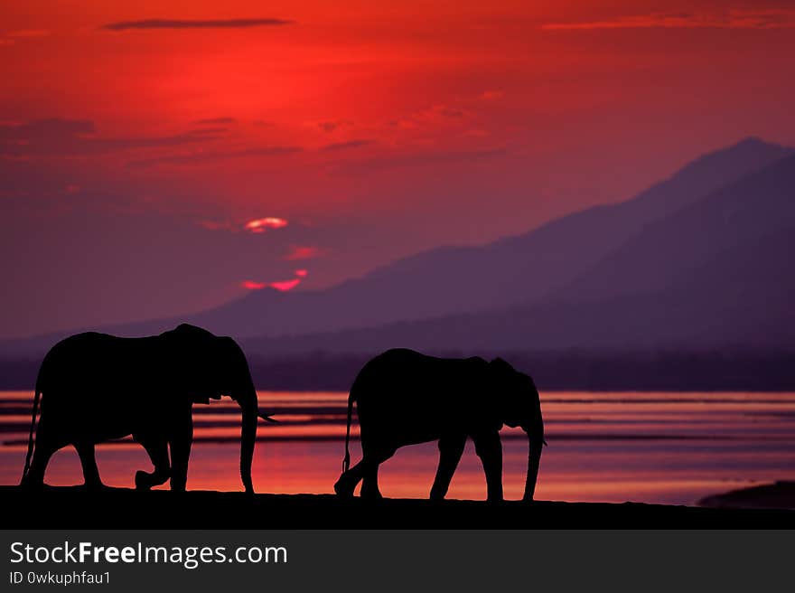 Elephant at Mana Pools NP, Zimbabwe in Africa. Big animal in the old forest, evening light, sun set. Magic wildlife scene in