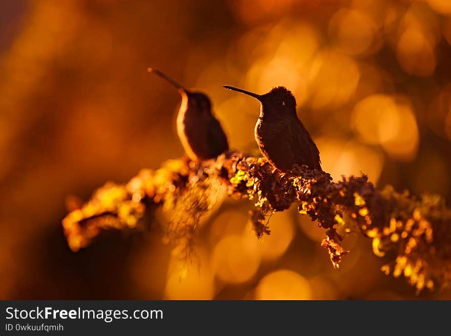 Hummingbird orange sunset. Bird in evening sunset with Talamanca admirable hummingbird, Eugenes spectabilis, portrait of beautiful bird with evening light. Wildlife scene from nature.. Tapantí NP, Costa Rica