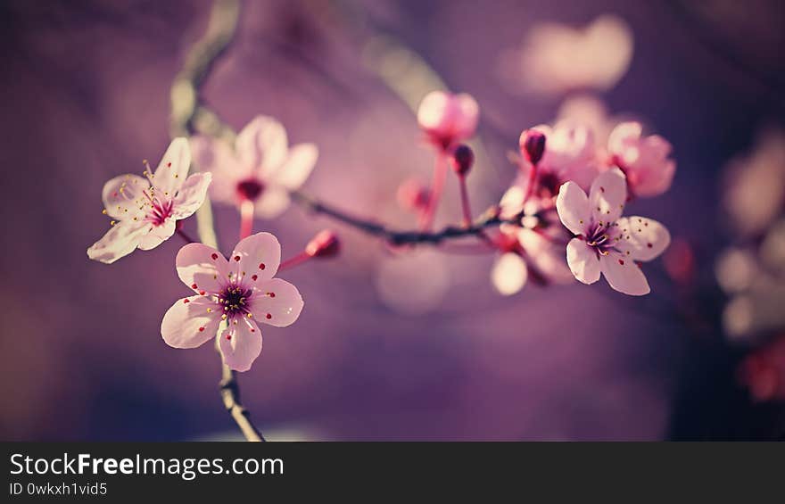 Spring - Springtime. Japanese cherry Sakura. Beautifully blooming colorful tree in nature. Background with sunrays