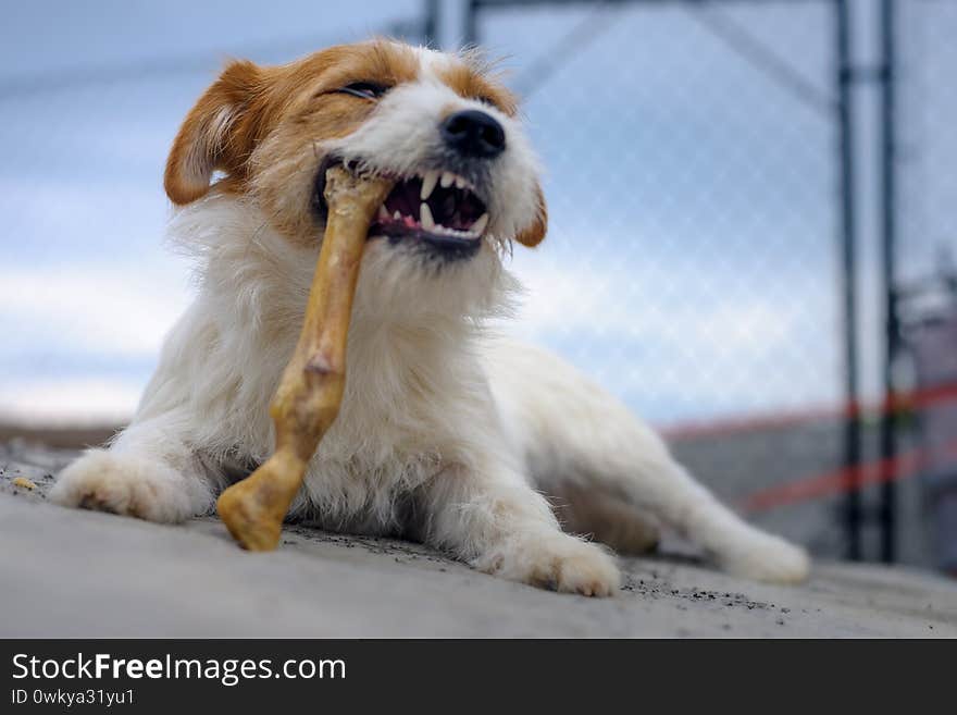 Portrait of a jack russell terrier dog eating meat in a spring garden full of sunshine.