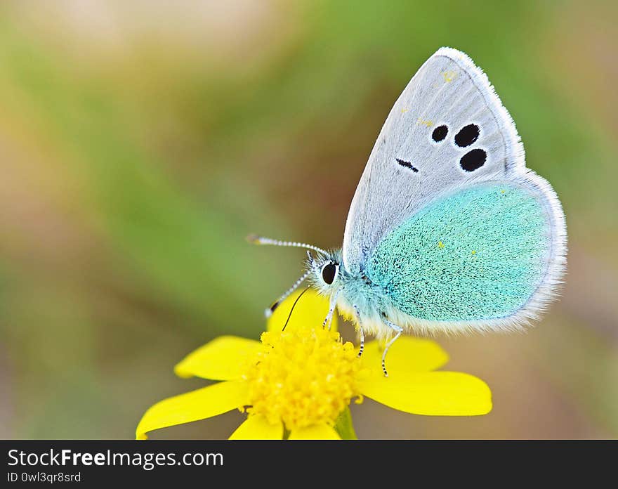 Glaucopsyche seminigra butterfly on yellow flower , butterflies of Iran