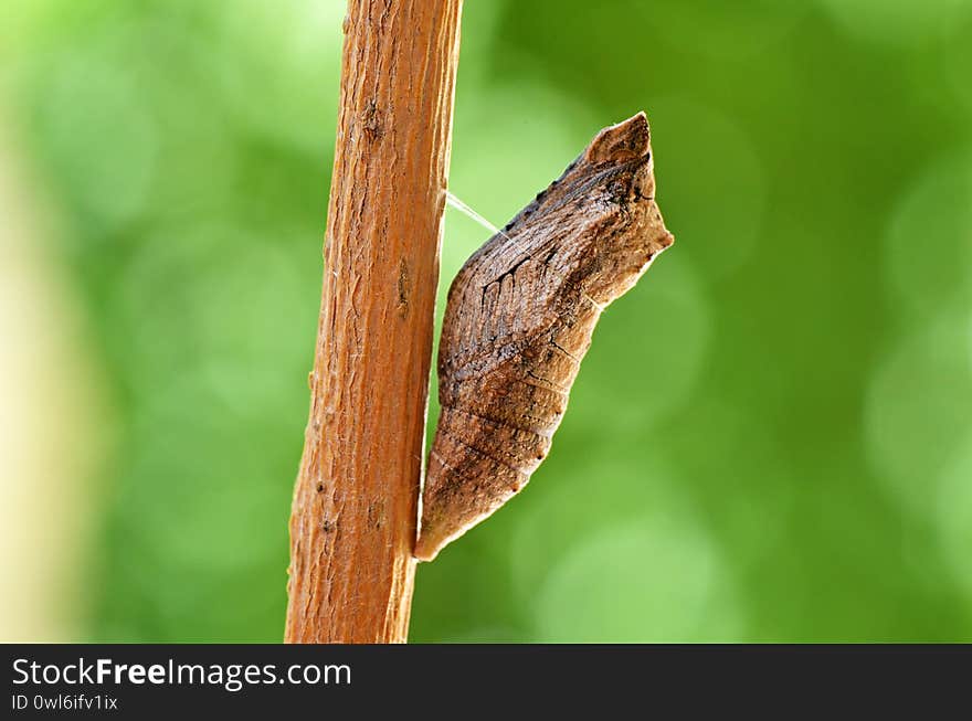 The pupa of Papilio machaon , the Old World swallowtail butterfly chrysalis