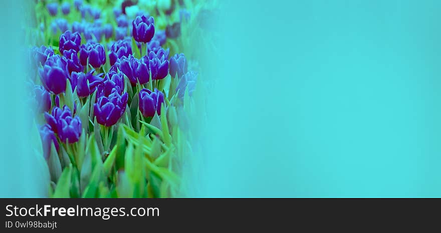 Banner mock up pink tulip toned blue. Group of colorful flowers. Pink flower tulip lit by sunlight. Soft selective focus, tulip close up, toning. Bright colorful tulip photo background. Banner mock up pink tulip toned blue. Group of colorful flowers. Pink flower tulip lit by sunlight. Soft selective focus, tulip close up, toning. Bright colorful tulip photo background