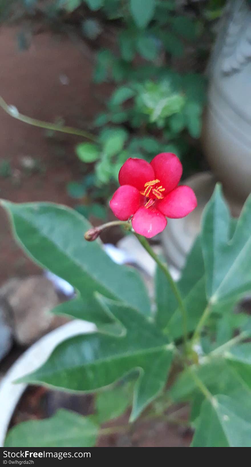 Very small size thick red brilliant color attractive flower for your garden. Very small size thick red brilliant color attractive flower for your garden.